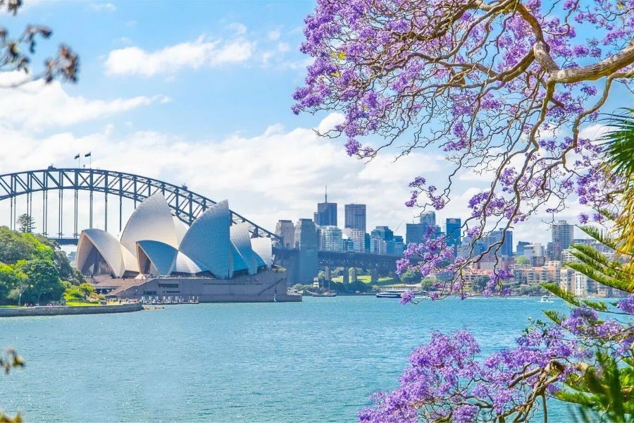 Rực rỡ mùa hoa phượng tím nước Úc