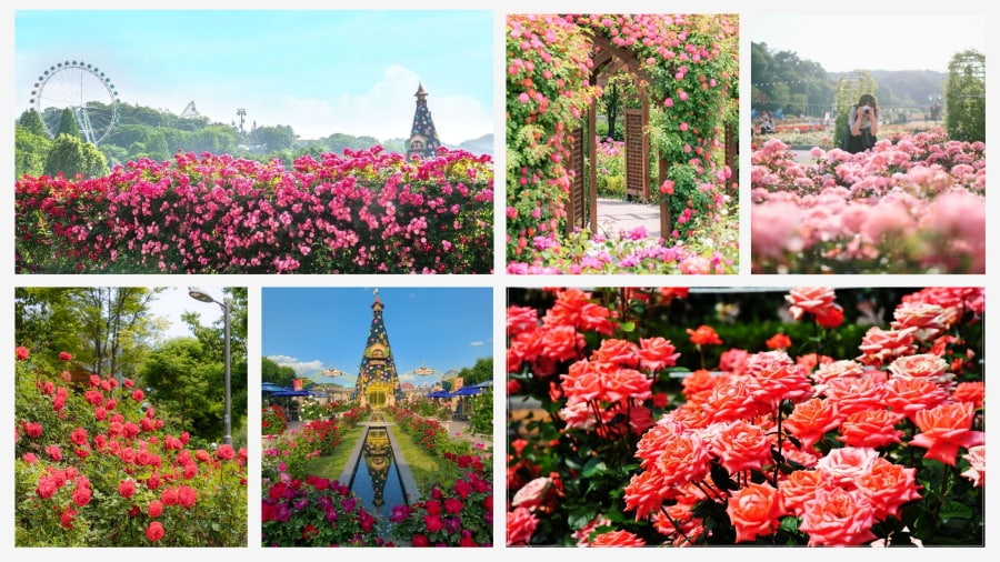 Khám phá Seoul với những con đường hoa hồng đầy ngọt ngào