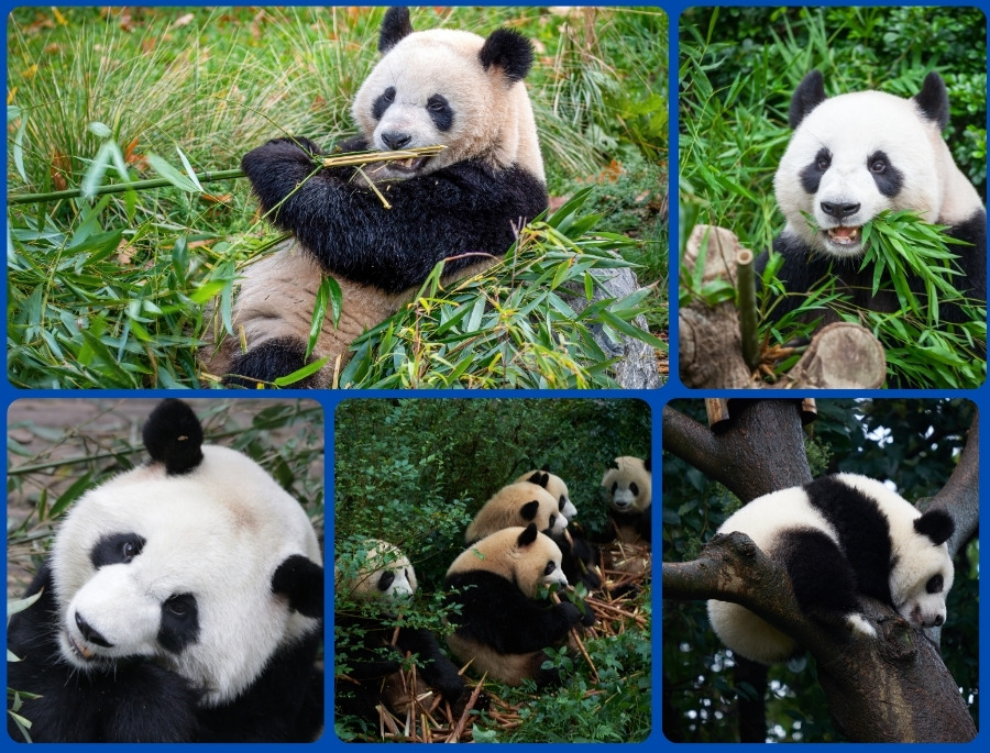 Khám phá thế giới gấu trúc khổng lồ tại Thành Đô Trung Quốc