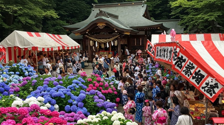 Vẻ đẹp khó cưỡng của các lễ hội hoa cẩm tú cầu tại Nhật Bản