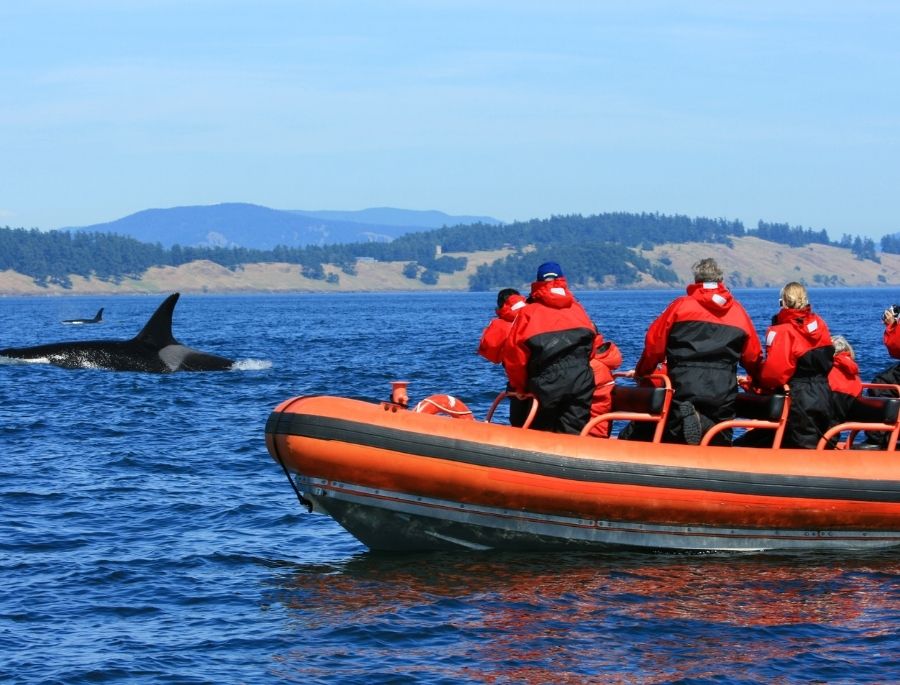 Địa điểm lý tưởng để khám phá mùa di cư độc đáo của cá voi