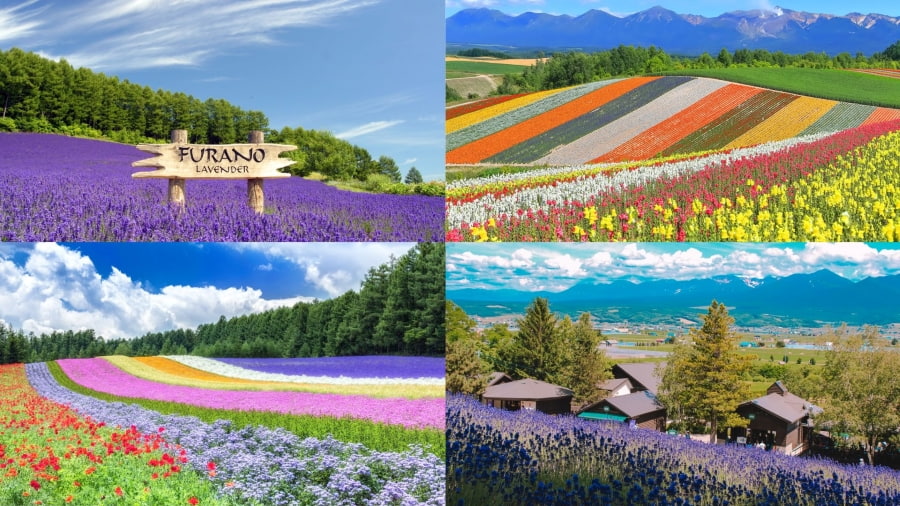 Đắm mình trong sắc tím Lavender quyến rũ khi du lịch Nhật Bản