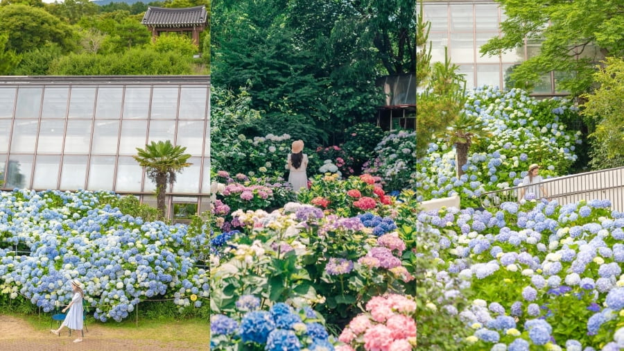 Thiên đường hoa cẩm tú cầu rực rỡ tại Camellia Hill Jeju