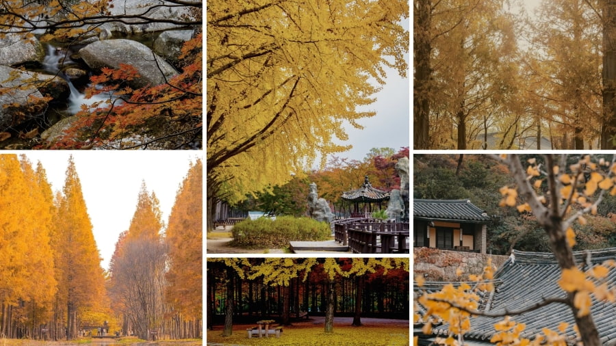 Top địa điểm ngắm lá vàng, lá đỏ mùa thu sớm nhất tại Hàn Quốc