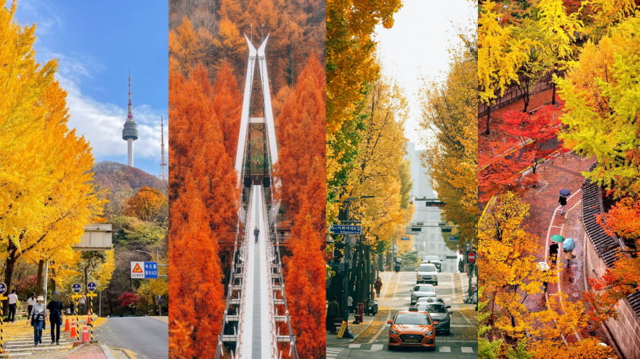 Top 7 cung đường mùa thu đẹp nhất Hàn Quốc bạn nên biết
