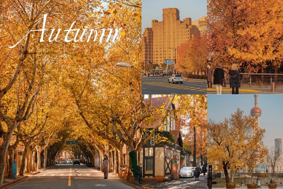 Danh sách địa điểm ngắm lá vàng đẹp tại Thượng Hải mùa thu