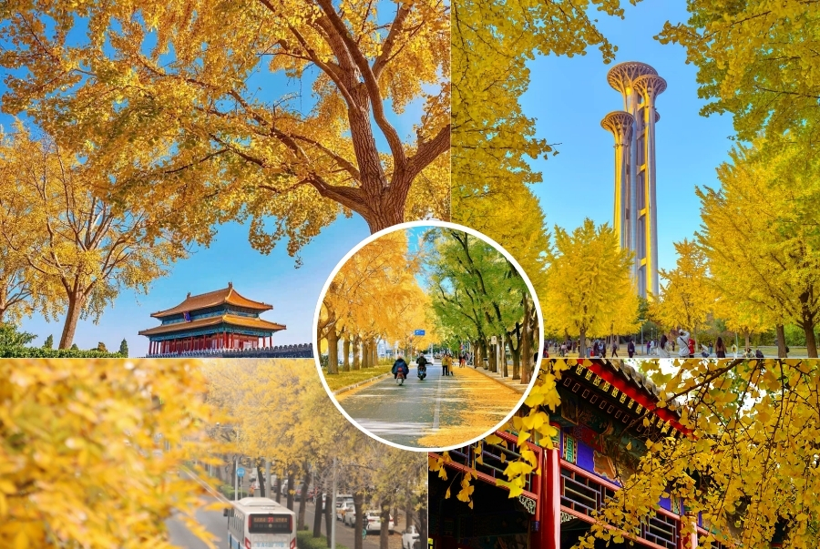 Danh sách những địa điểm check-in hot hit tại Bắc Kinh mùa thu