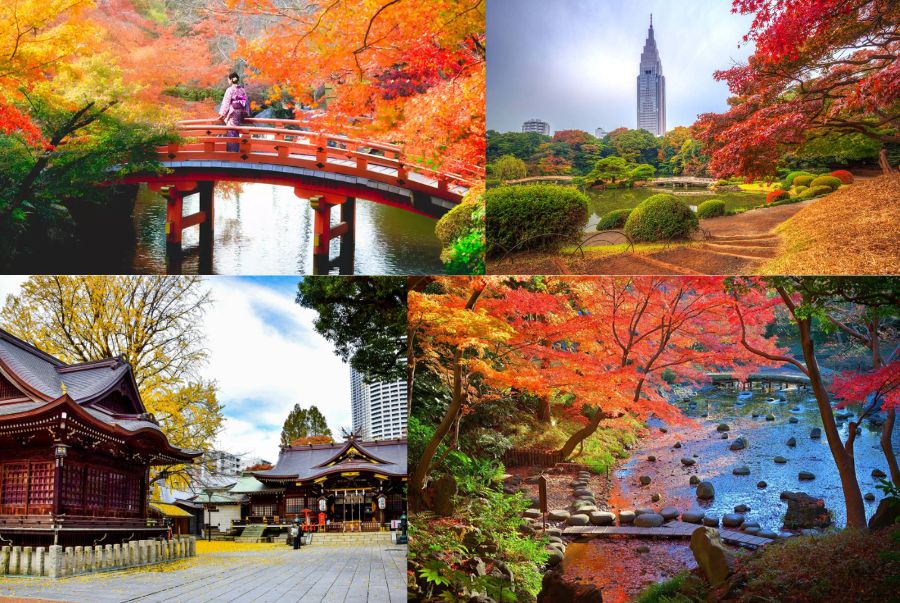 Địa điểm ngắm lá đỏ mùa thu ở Tokyo