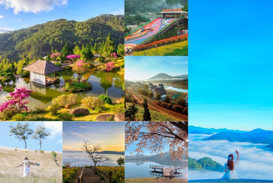 Có nên đi du lịch Đà Lạt dịp Tết 2026 không?