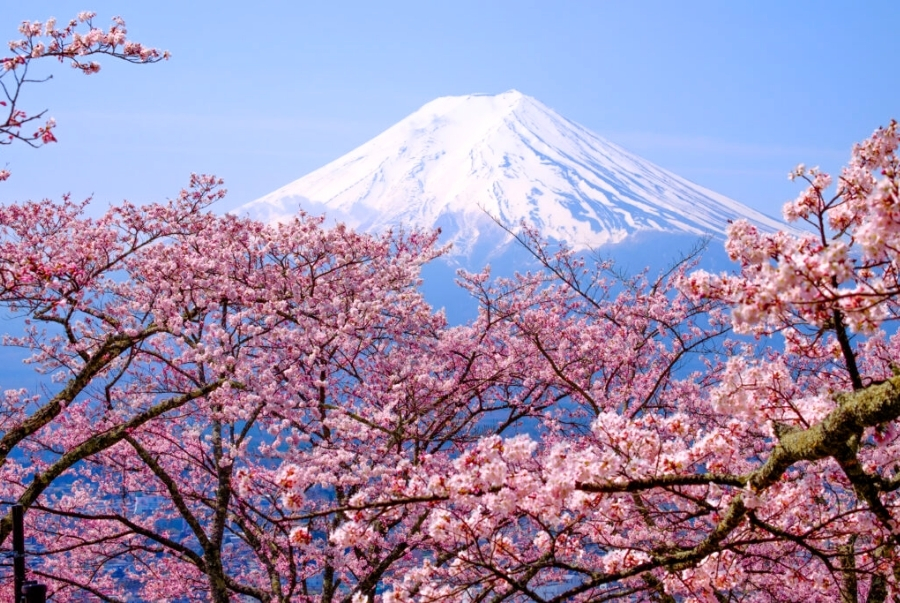 Du lịch Nhật Bản mùa hoa anh đào cần chuẩn bị gì?