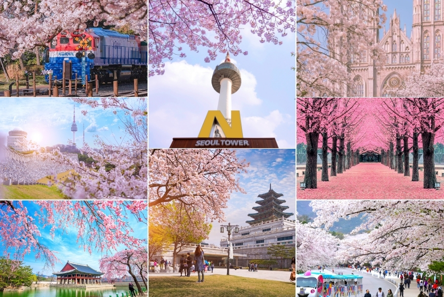 Bật mí các địa điểm du lịch Hàn Quốc mùa xuân đẹp nhất