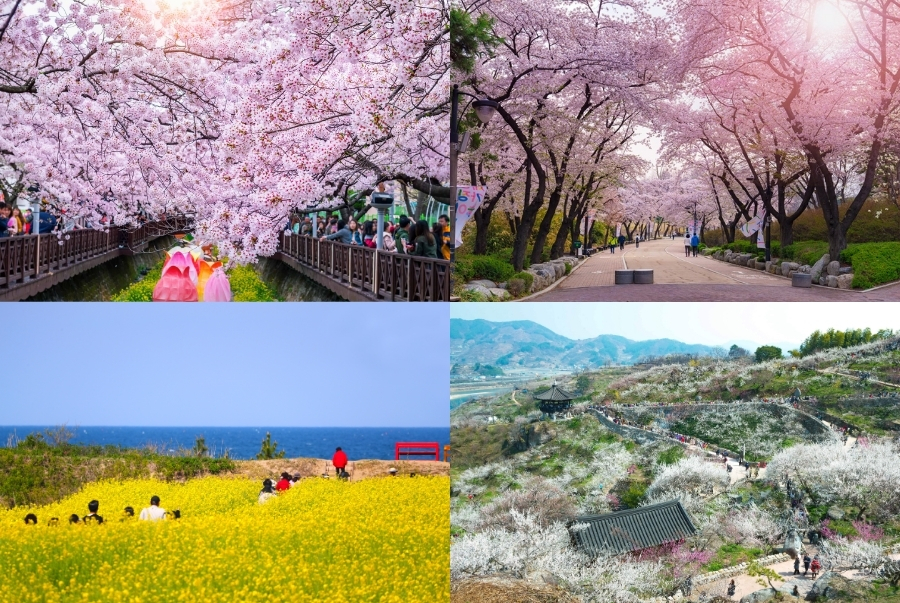 Các lễ hội mùa xuân nổi tiếng nhất tại Hàn Quốc
