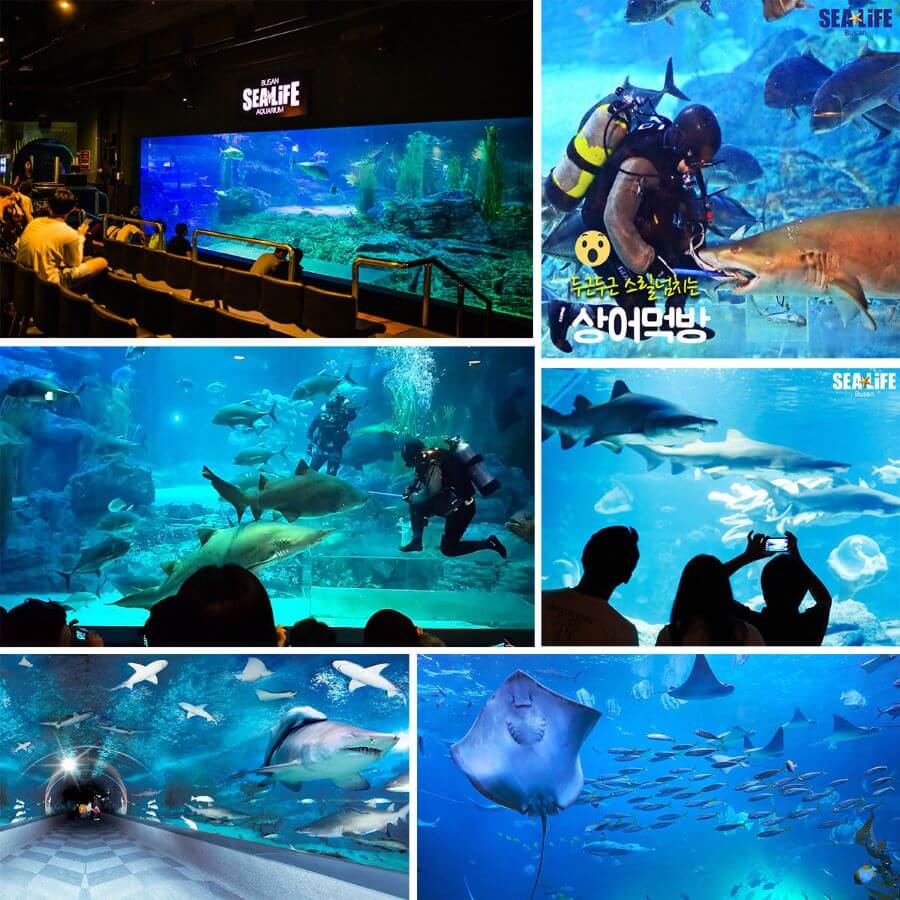 Viện hải dương Busan Aquarium - Một thế giới đại dương thu nhỏ tại Hàn Quốc