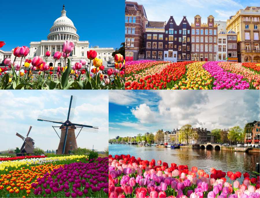 Ý nghĩa đặc biệt của loài hoa Tulip nổi tiếng Châu Âu