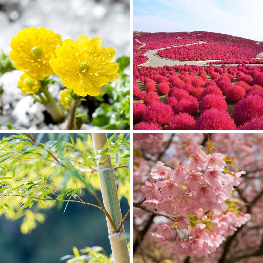 Những loài cây phổ biến trong mỗi dịp năm mới tại Nhật Bản