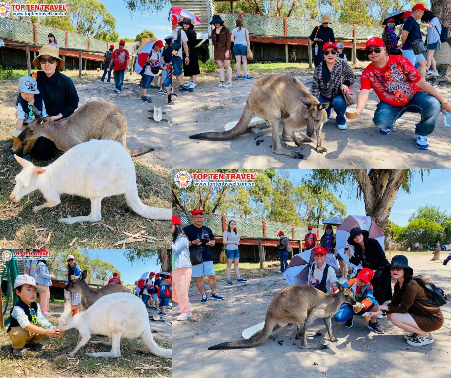 Những điều thú vị tại Đảo Kangaroo Úc