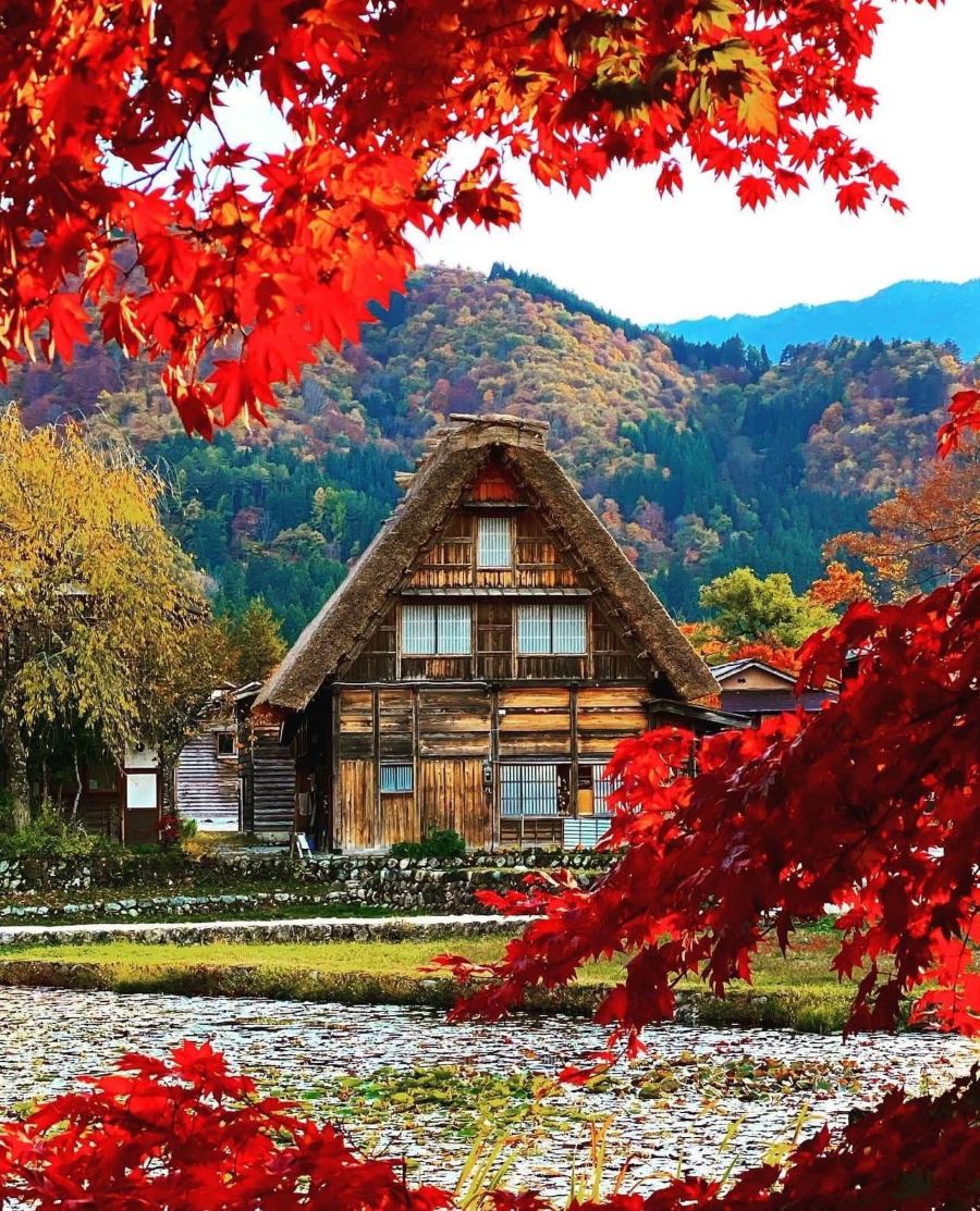 Chiêm ngưỡng vẻ đẹp quyến rũ của Làng cổ Shirakawago khi vào thu