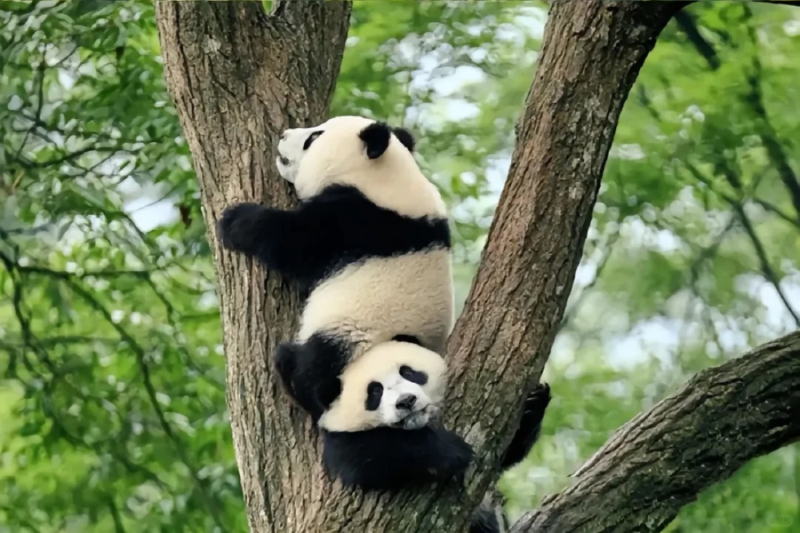 Top 5 địa điểm ngắm gấu trúc tại Trung Quốc mà bạn không nên bỏ qua