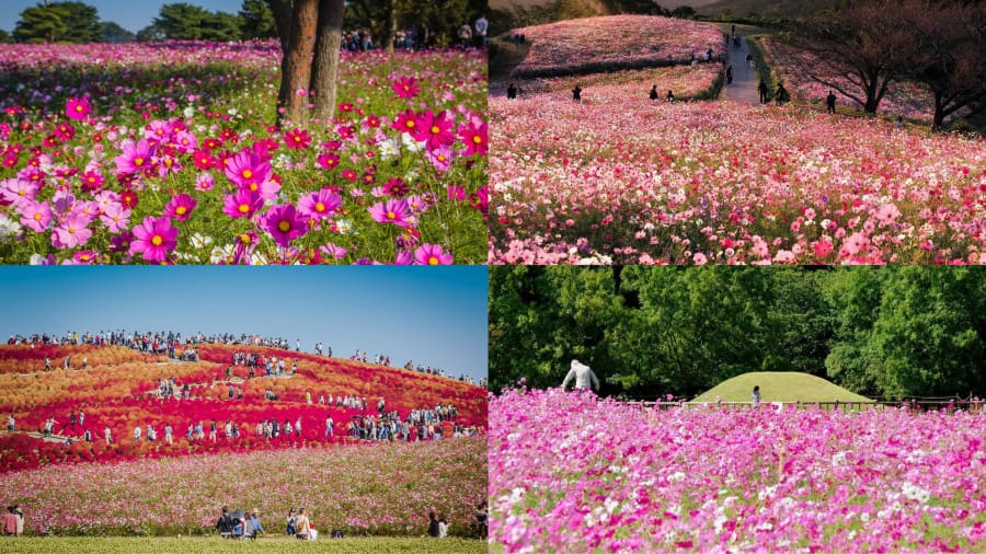 Ngẩn ngơ trước 10 cánh đồng hoa Cosmos đẹp mê hồn ở Nhật Bản