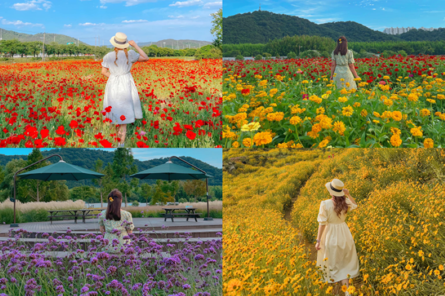 Chiêm ngưỡng vẻ đẹp rực rỡ của những loài hoa Hàn Quốc vào mùa hè