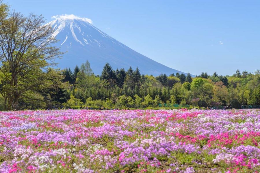 Bạn biết gì về lễ hội hoa Shibazakura?