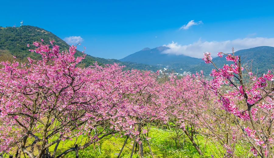 Mùa hoa anh đào - Vẻ đẹp lãng mạn của đất trời