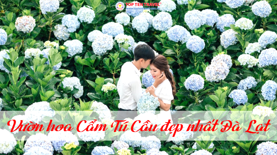 Tổng hợp những vườn hoa cẩm tú cầu đẹp nhất tại Đà Lạt