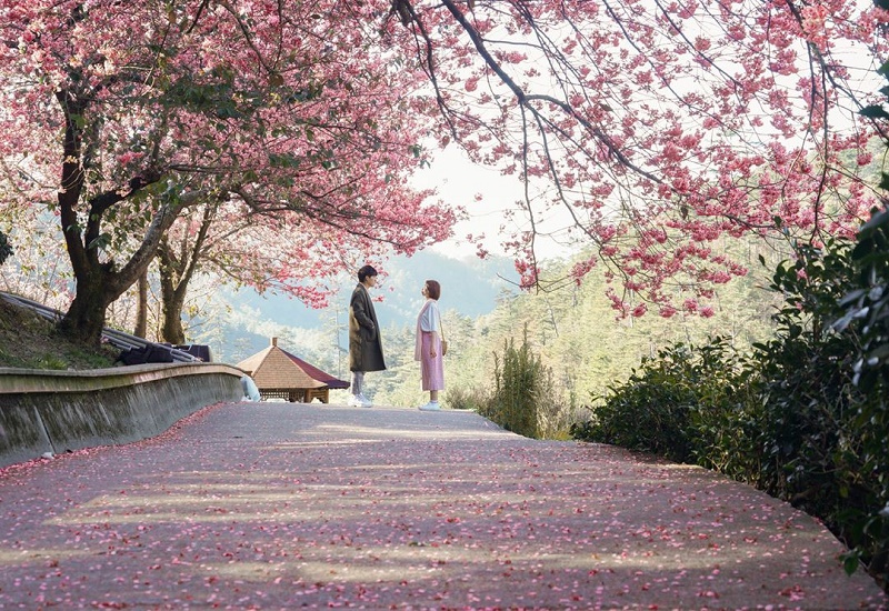 Những trải nghiệm tuyệt vời vào mùa xuân ở Đài Loan