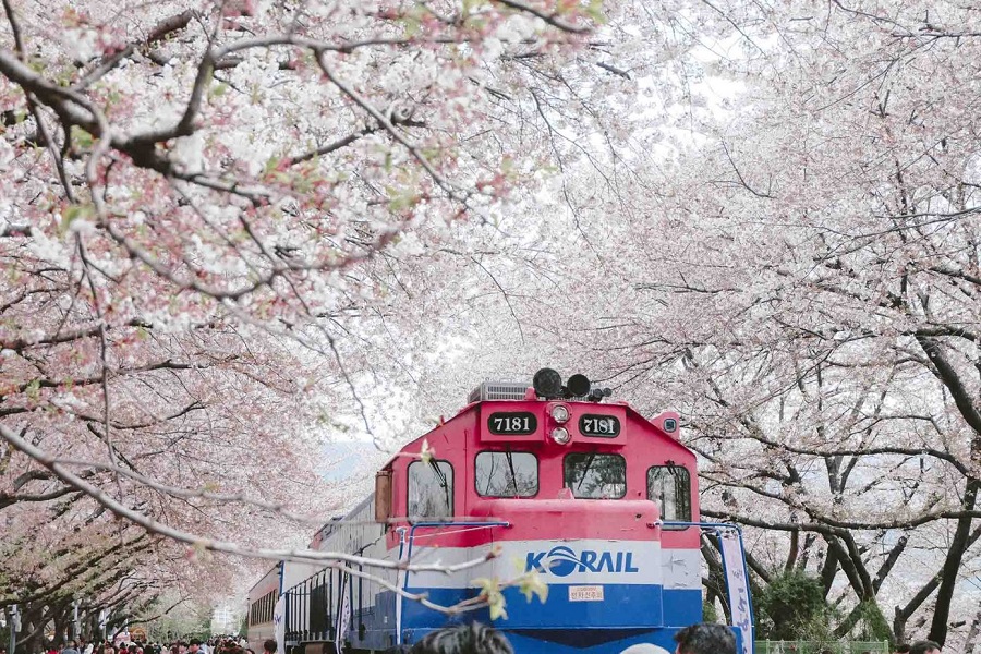Jinhae - Địa điểm ngắm hoa anh đào cực lãng mạn ở Hàn Quốc