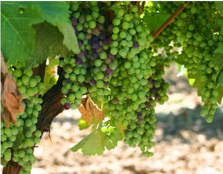 Tour du lịch Mỹ dừng chân vườn Nho thung lũng Napa