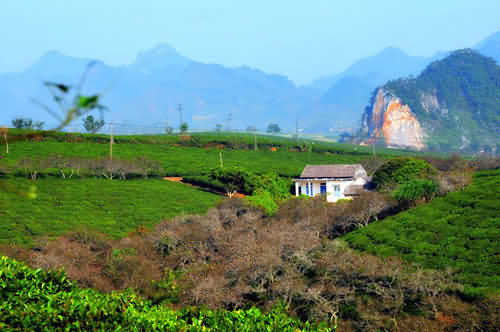 Hương vị sắc màu Sơn La trong tour Tây Bắc