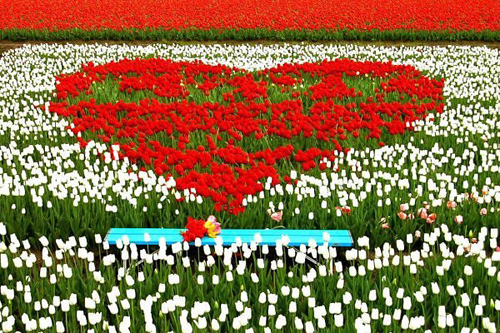 Istanbul mùa tulip nở rộ