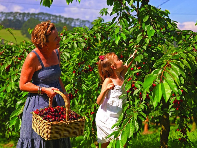 Phiêu du nước Úc