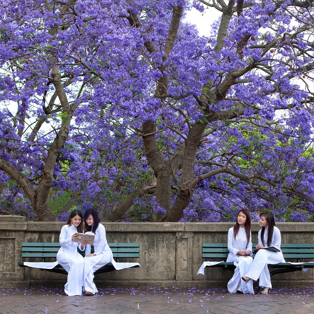 Du lịch Đà Lạt tháng 3 chiêm ngưỡng hoa phượng tím nở rộ