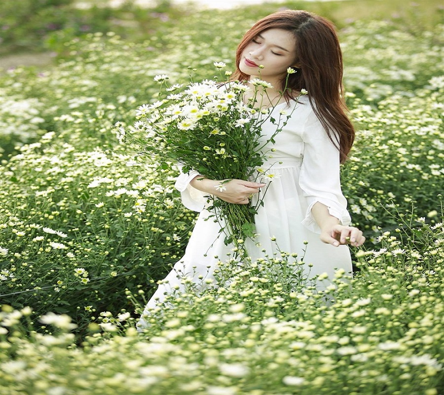 Cúc họa mi đẹp dịu dàng, gây thổn thức giữa lòng Hà Nội