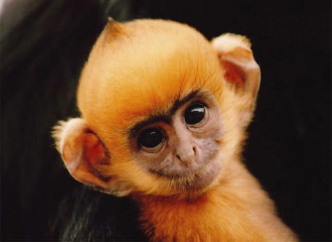 Cúc Phương điểm hẹn của khách du lịch Tây Bắc