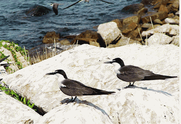 Du lịch Nha Trang – Ghé thăm ' Vương quốc chim yến'