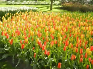 Du lịch Hà Lan: Rạng rỡ ngàn hoa ở Keukenhof