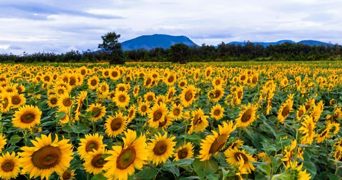 Chiêm ngưỡng hoa hướng dương, cải trắng Đà Lạt
