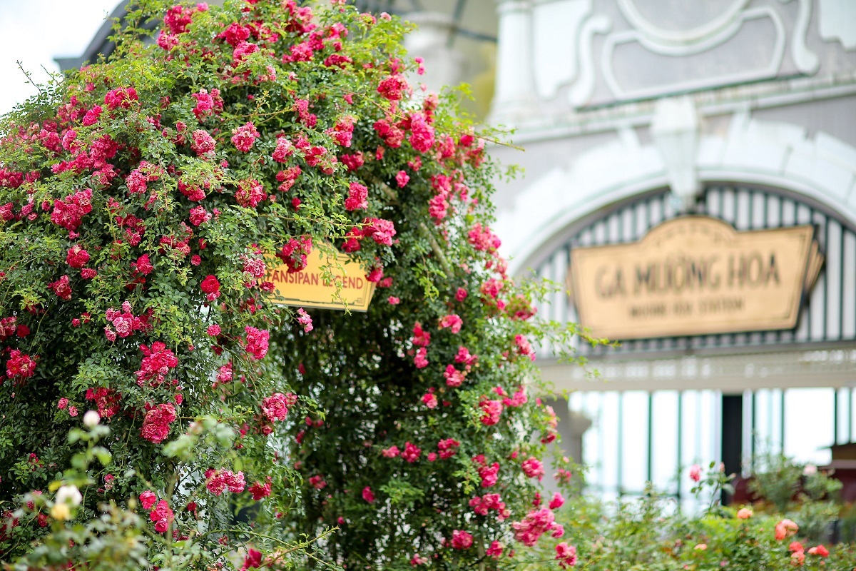 Thung lũng hoa hồng Sapa - Tiên cảnh của núi rừng