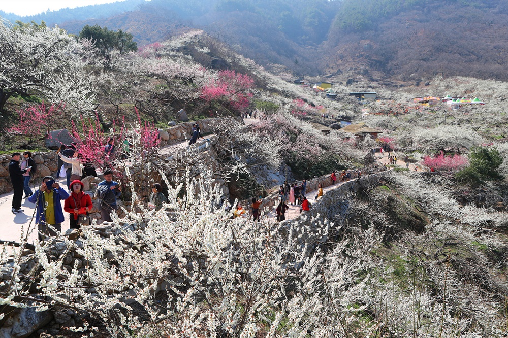 Lễ hội hoa mơ Hàn Quốc với sắc trắng tinh khôi mùa xuân lãng mạn