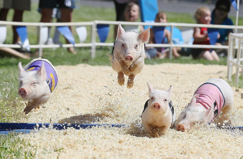 Độc đáo lễ hội của những chú heo tại Pháp