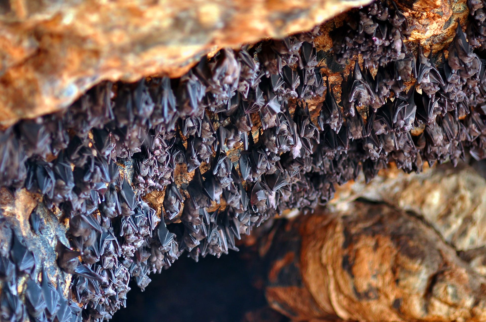 Bí ẩn đền thờ có hàng nghìn con dơi ở Bali