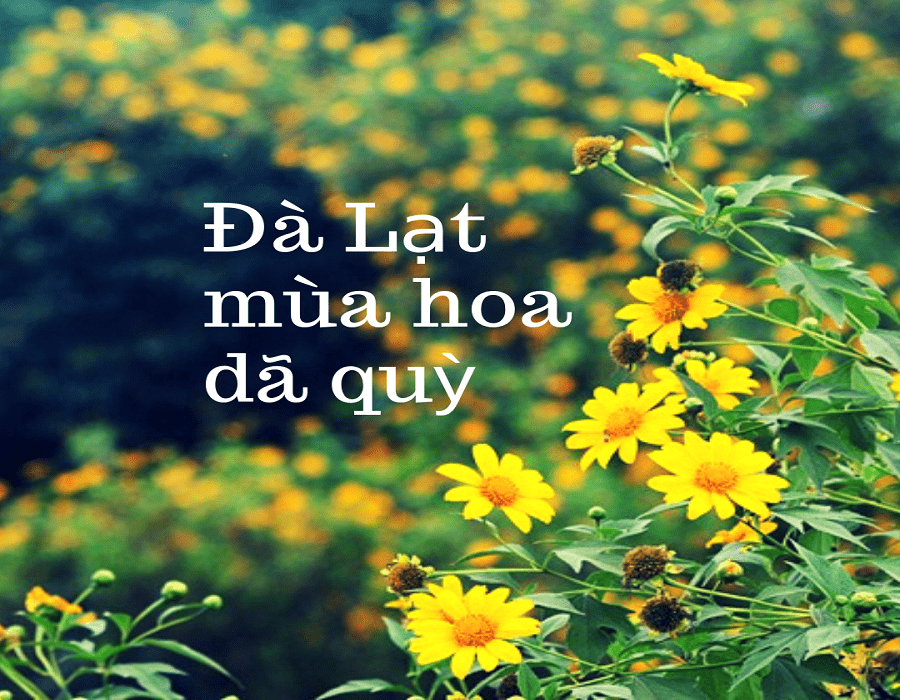 Đà Lạt tháng 9 có gì hấp dẫn? Gợi ý hữu ích cho du khách