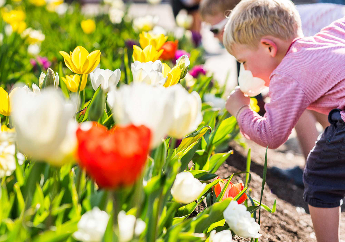 Mùa xuân nước Úc – Thiên đường cho những tâm hồn lãng mạn