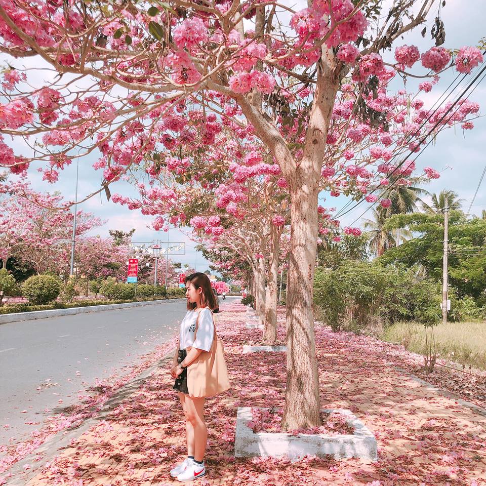 Con đường hoa kèn Hồng nở rộ đẹp 'mê mẩn' ở Sóc Trăng