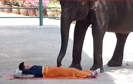 Massage voi ở Thái Lan- Bạn có dám thử?