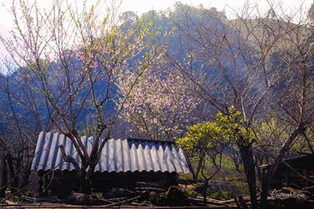 Ăn tết sớm ở cao nguyên Mộc Châu