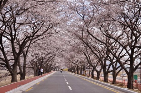 Kinh nghiệm cần 'bỏ túi' khi du lịch Hàn Quốc mùa hoa anh đào