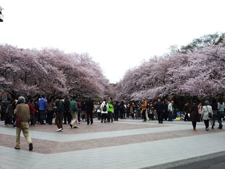 Địa điểm lý tưởng để ngắm hoa anh đào ở Nhật Bản